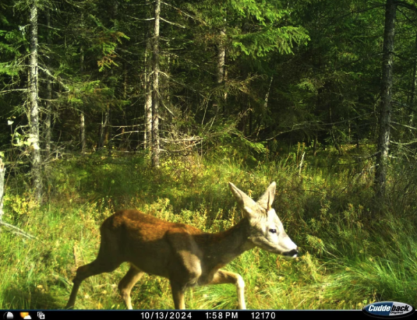 У нацпарку на Львівщині відзняли "карпатського єдинорога": хто це насправді » Чернівецький промінь | Новини. Буковина. Чернівці У нацпарку на Львівщині відзняли "карпатського єдинорога": хто це насправді » Чернівецький промінь | Новини. Буковина. Чернівці