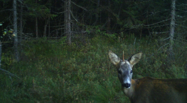 У нацпарку на Львівщині відзняли "карпатського єдинорога": хто це насправді » Чернівецький промінь | Новини. Буковина. Чернівці У нацпарку на Львівщині відзняли "карпатського єдинорога": хто це насправді » Чернівецький промінь | Новини. Буковина. Чернівці