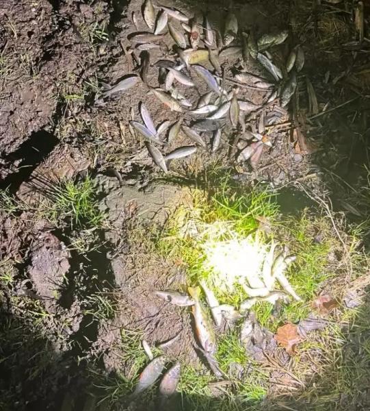 "Це жах!": у річці на Буковині масово гине риба, місцеві звинувачують спиртзавод - відео » Новини Чернівці: Інформаційний портал «Молодий буковинець» "Це жах!": у річці на Буковині масово гине риба, місцеві звинувачують спиртзавод - відео » Новини Чернівці: Інформаційний портал «Молодий буковинець»