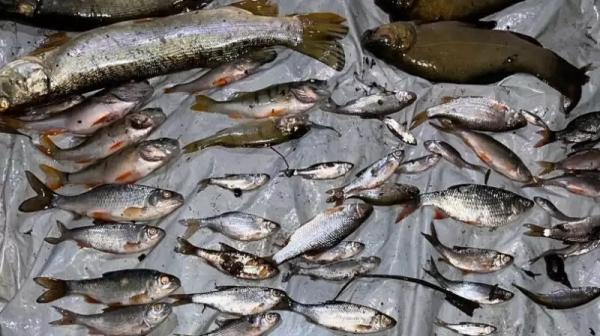 "Це жах!": у річці на Буковині масово гине риба, місцеві звинувачують спиртзавод - відео » Новини Чернівці: Інформаційний портал «Молодий буковинець» "Це жах!": у річці на Буковині масово гине риба, місцеві звинувачують спиртзавод - відео » Новини Чернівці: Інформаційний портал «Молодий буковинець»