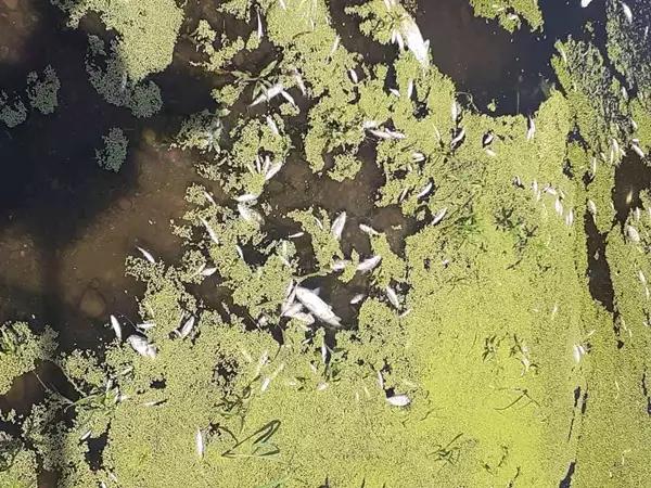 "Це жах!": у річці на Буковині масово гине риба, місцеві звинувачують спиртзавод - відео » Новини Чернівці: Інформаційний портал «Молодий буковинець» "Це жах!": у річці на Буковині масово гине риба, місцеві звинувачують спиртзавод - відео » Новини Чернівці: Інформаційний портал «Молодий буковинець»