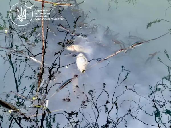 "Це жах!": у річці на Буковині масово гине риба, місцеві звинувачують спиртзавод - відео » Новини Чернівці: Інформаційний портал «Молодий буковинець» "Це жах!": у річці на Буковині масово гине риба, місцеві звинувачують спиртзавод - відео » Новини Чернівці: Інформаційний портал «Молодий буковинець»