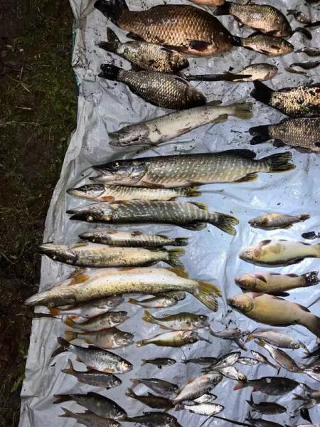 "Це жах!": у річці на Буковині масово гине риба, місцеві звинувачують спиртзавод - відео » Новини Чернівці: Інформаційний портал «Молодий буковинець» "Це жах!": у річці на Буковині масово гине риба, місцеві звинувачують спиртзавод - відео » Новини Чернівці: Інформаційний портал «Молодий буковинець»