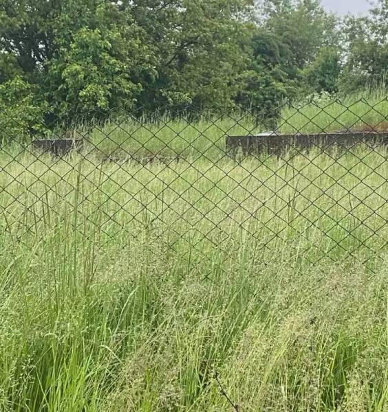 У громаді на Буковині мешканців будуть штрафувати за зарослі біля будинків