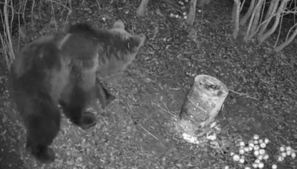 На Буковині ведмідь втрапив у відеопастку біля годівниці » Чернівецький промінь | Новини. Буковина. Чернівці На Буковині ведмідь втрапив у відеопастку біля годівниці » Чернівецький промінь | Новини. Буковина. Чернівці